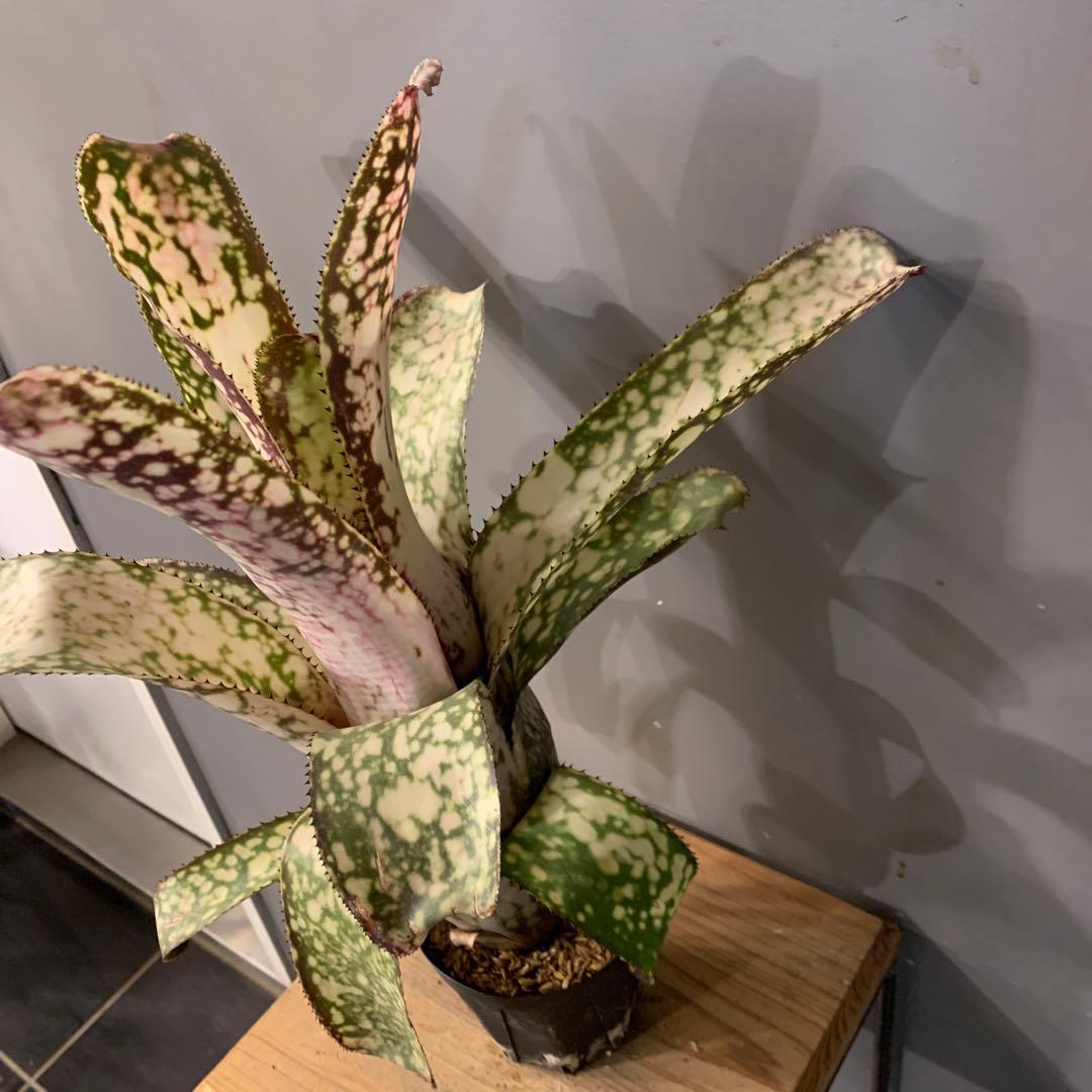 ビルベルギア アリベラ