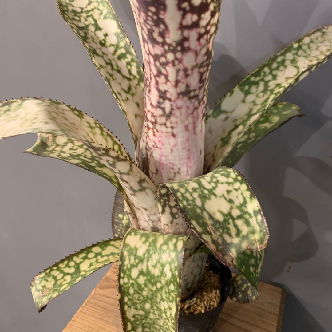 ビルベルギア アリベラ