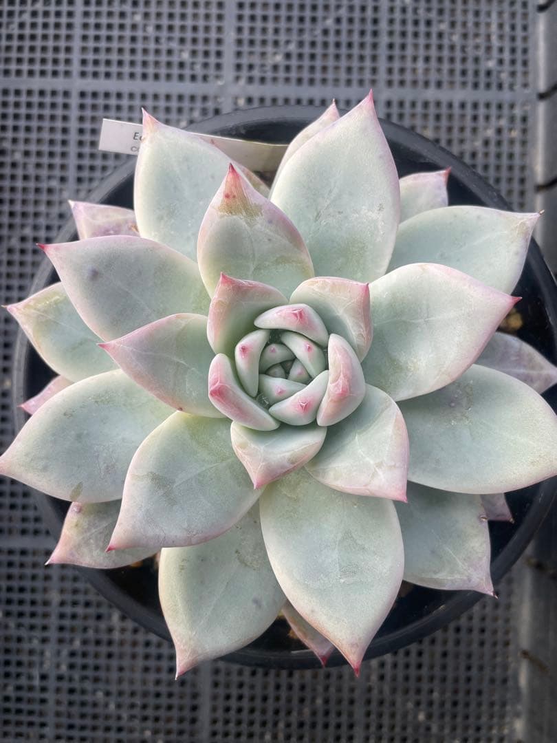 ぼのぼのさんcolorata ,Tapalpa 大株 札付き 鉢ごと発送