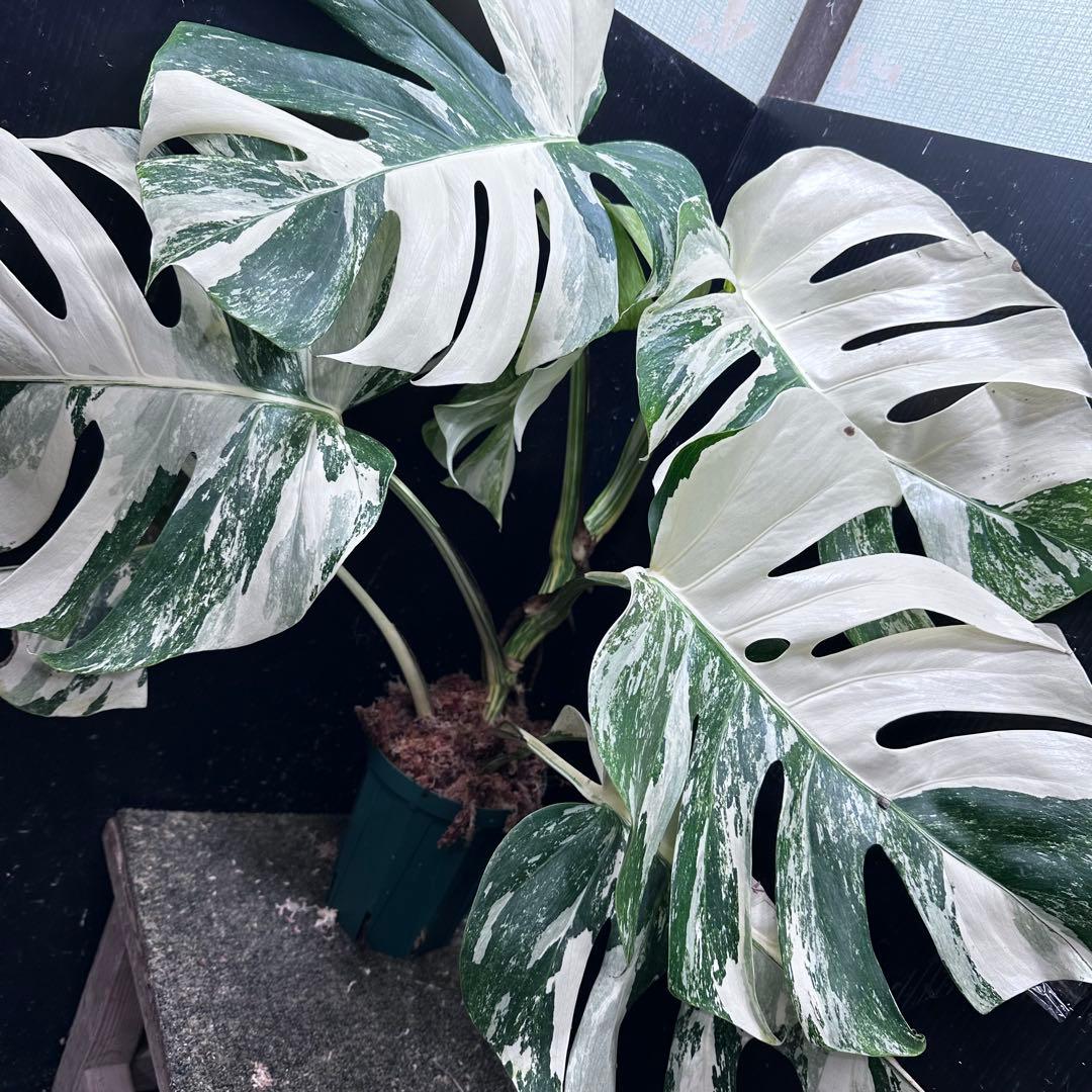 N*A様 斑入りモンステラ ホワイトタイガー極美大株73cm白斑多