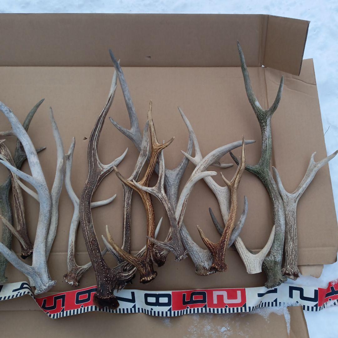 ク*ト様 鹿の角 犬のおもちゃ 工芸品などにどうぞ ２２番