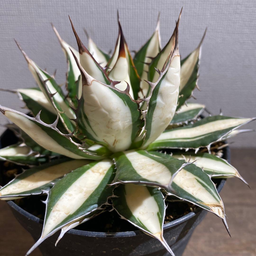 アガベ　ホリダ　白中斑　極上限定2