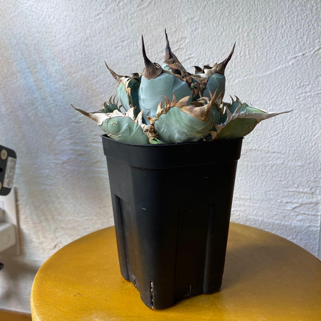 アガベ　チタノタ　ビースト