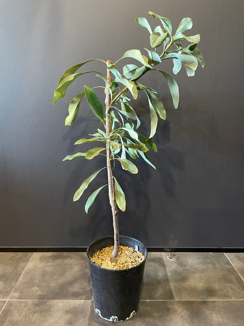 テロペア シェイディレディ レッド 7号 鉢植え 苗 オージー プランツ