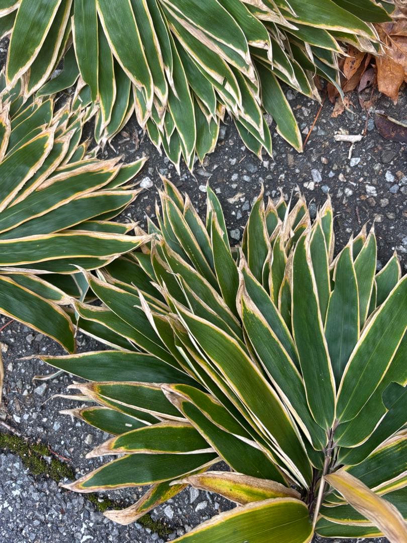 熊笹　門松　500 クマザサ