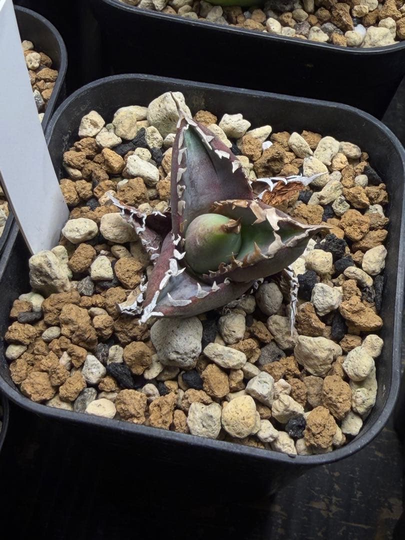 特選　アガベ　チタノタ 包心龍