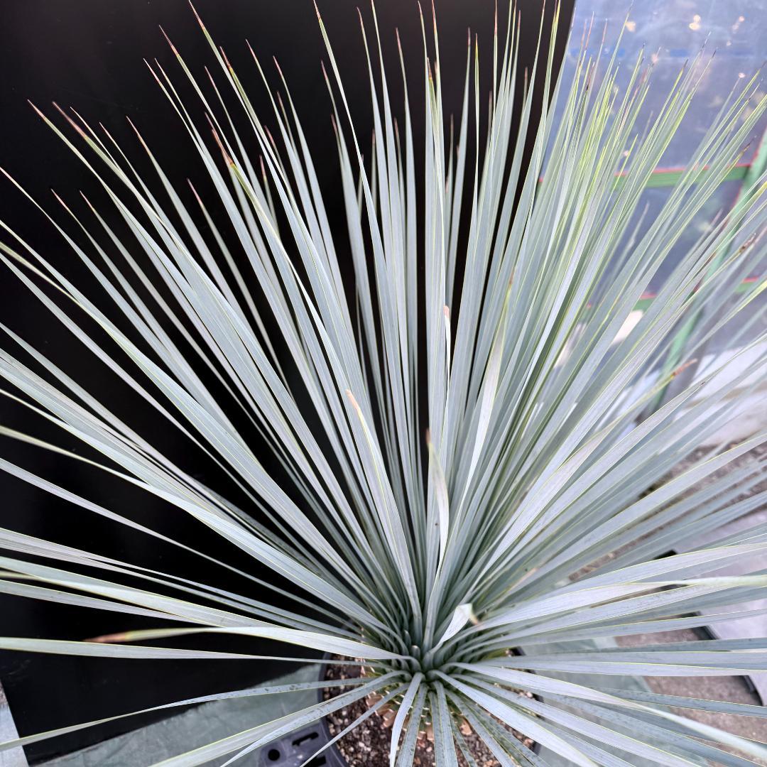 【AL1077】ユッカ　LA ALBERO　ランチョブルー　数量限定販売