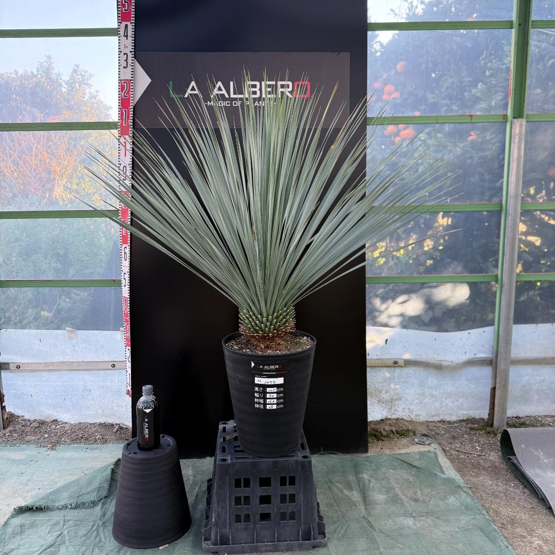 【AL1077】ユッカ　LA ALBERO　ランチョブルー　数量限定販売