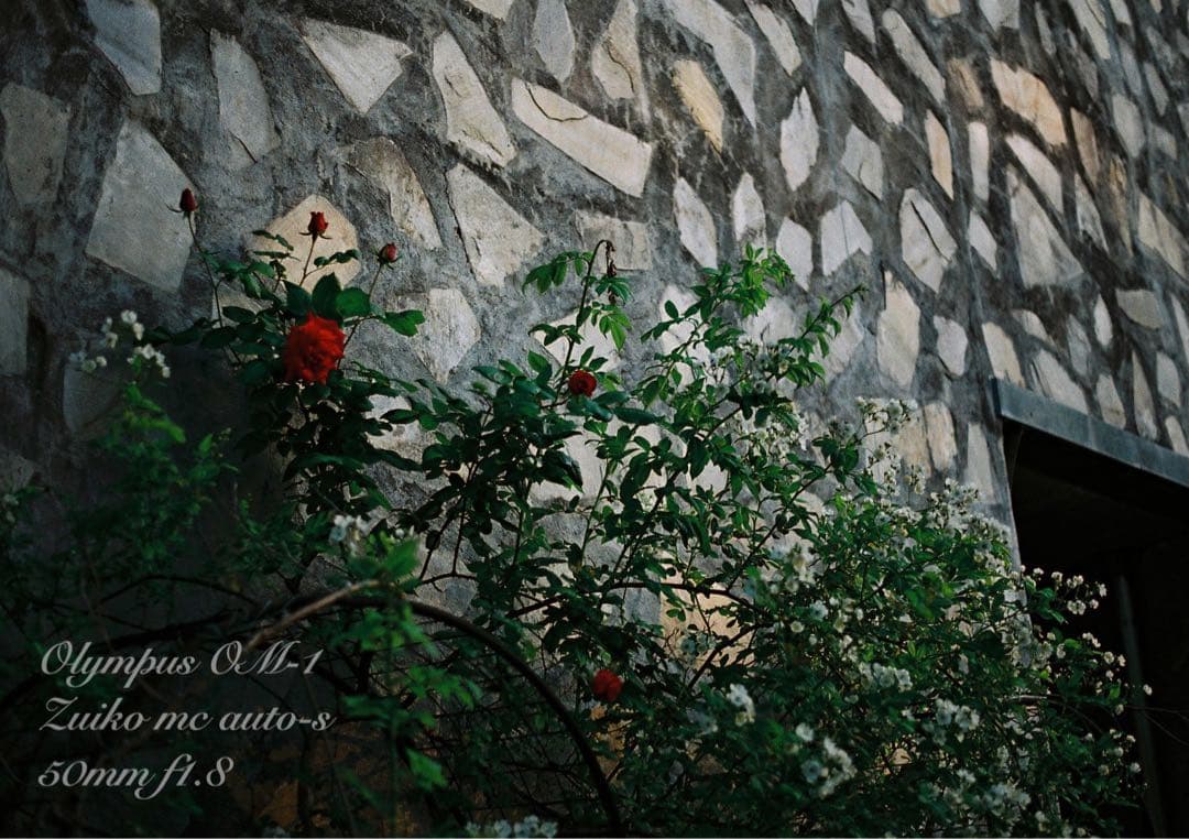 OM-1/zuiko 50mm f1.8★完動品・美品・初期保証！試写作例多数！