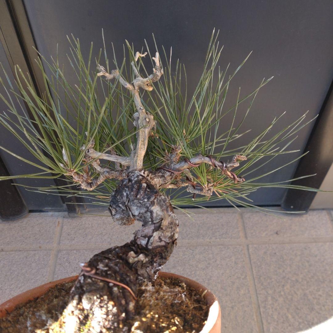 黒松 小品 盆栽 素材