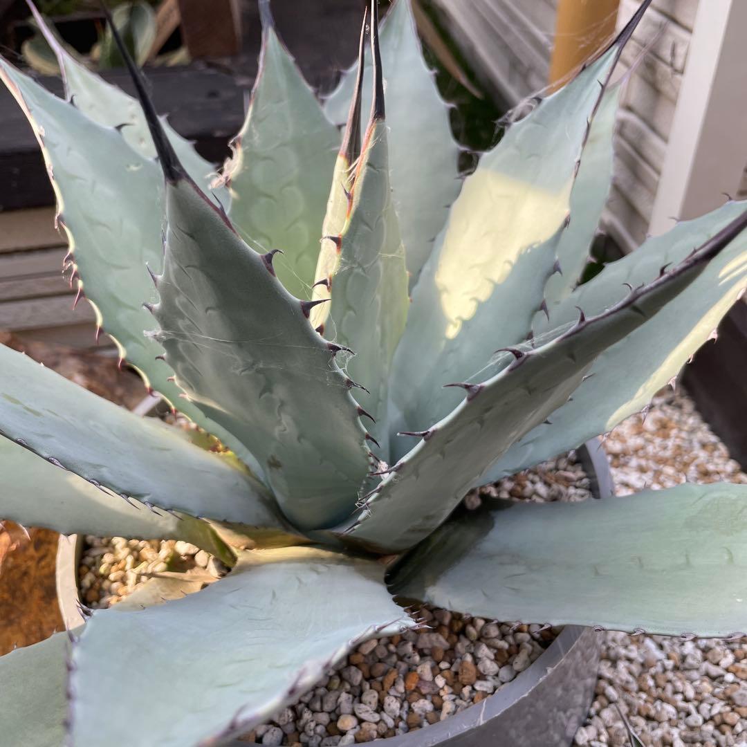 アガベ　大株　輸入株　パリーパリー