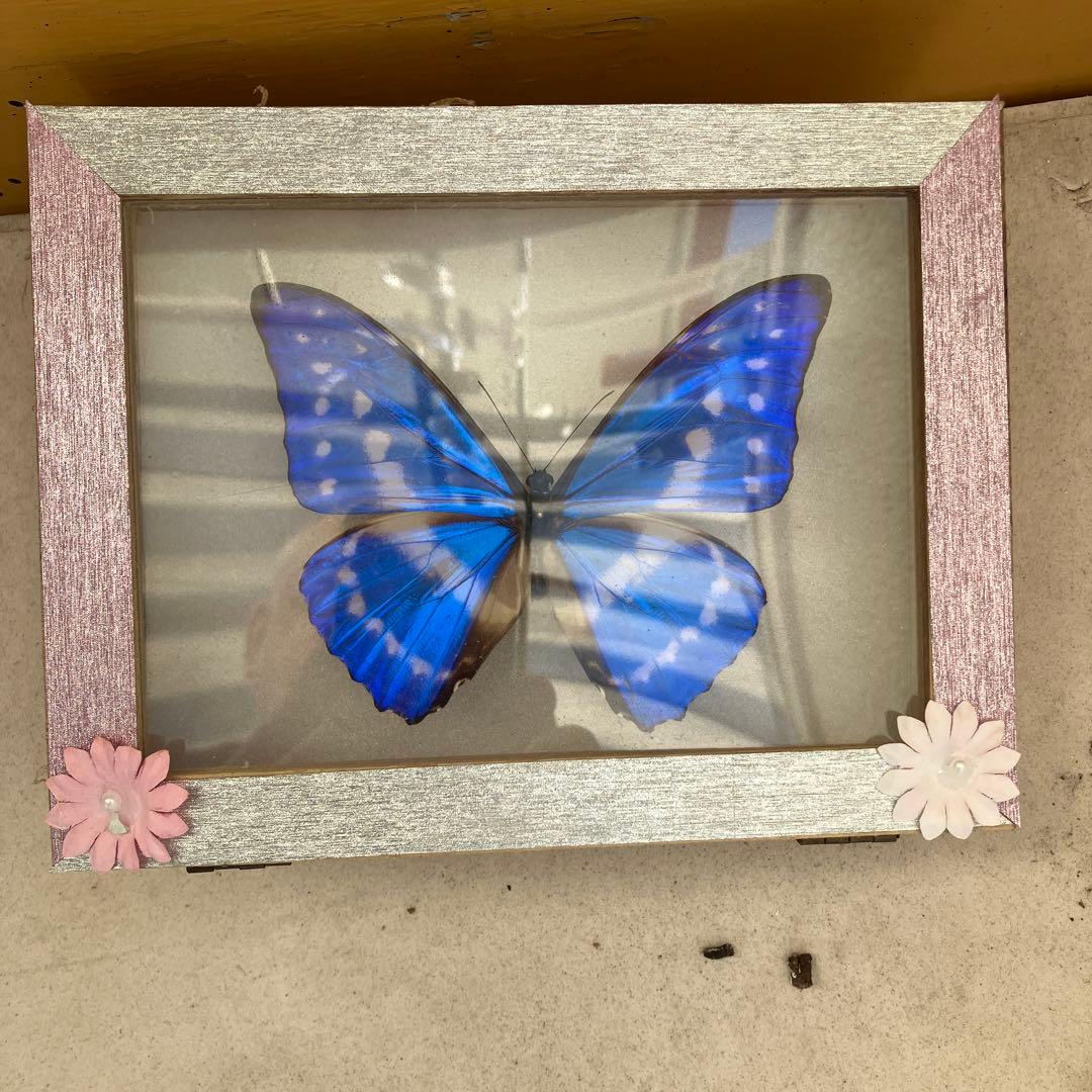 キプリスモルフォ♂