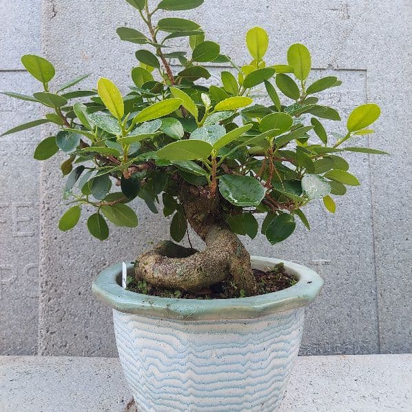 亜熱帯の樹木　パンダガジュマル　②