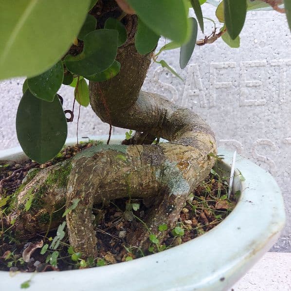 亜熱帯の樹木　パンダガジュマル　②