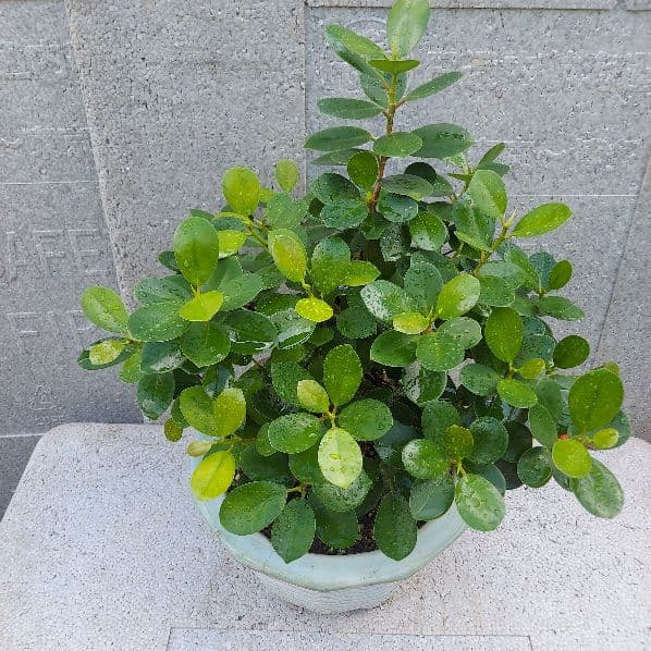 亜熱帯の樹木　パンダガジュマル　②