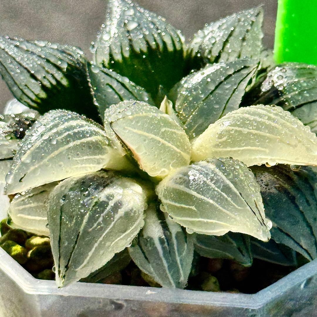 チ*ー様 アトロフスカミュータント錦　超美株　ハオルチア　観葉植物　47