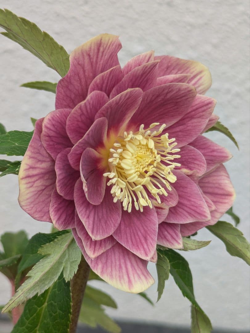 広瀬園芸 クリスマスローズ ソレイユdd 極上発色