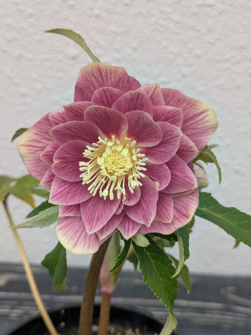 広瀬園芸 クリスマスローズ ソレイユdd 極上発色