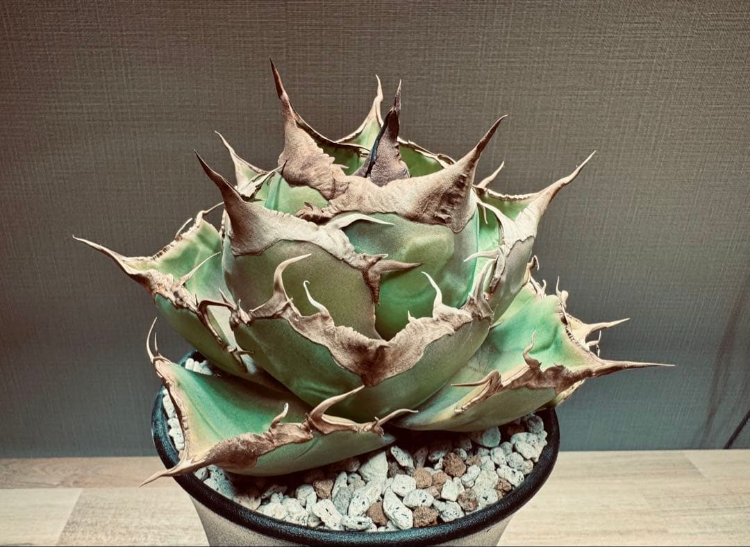 【大株】アガベ　チタノタ　黒豹