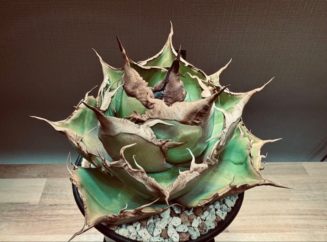 【大株】アガベ　チタノタ　黒豹