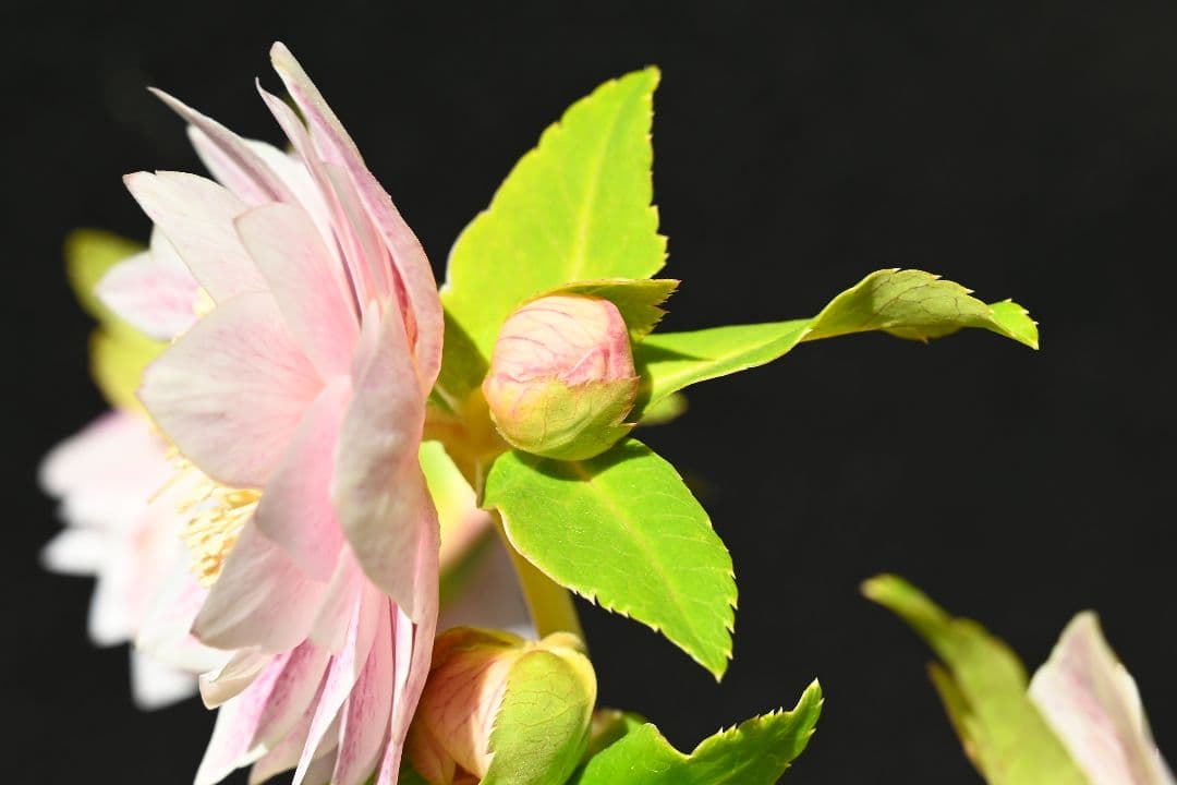 クリスマスローズ　認定プリマヴェーラホワイトゴールド　加藤農園