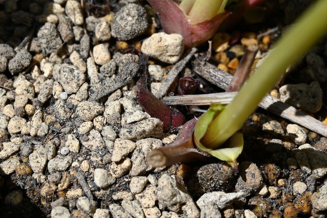 クリスマスローズ　認定プリマヴェーラホワイトゴールド　加藤農園