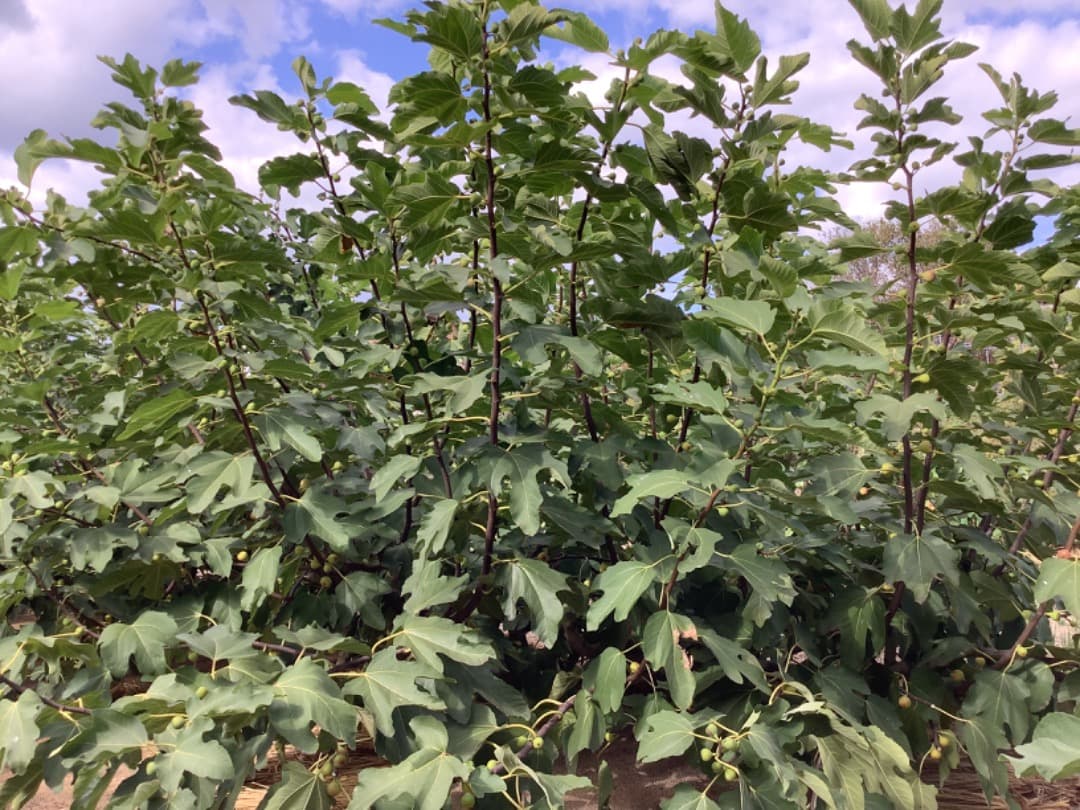 イチジク【蓬莱柿】挿し穂【日本無花果】200本