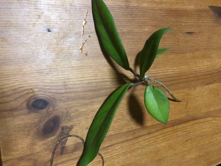 ホヤ　ロイヤルハワイアンパープル