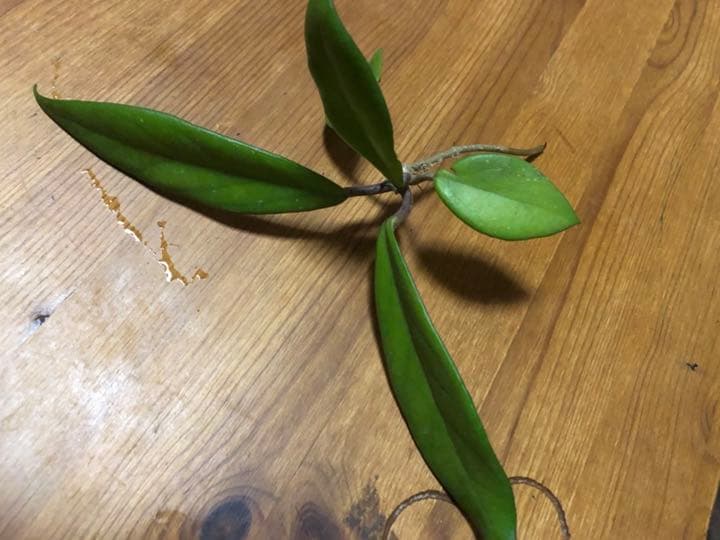 ホヤ　ロイヤルハワイアンパープル