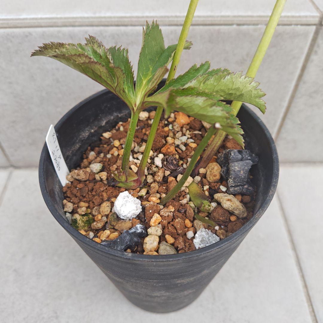 A*a様 クリスマスローズ 大和園 グリーンパステリッシュストレイン 株分け