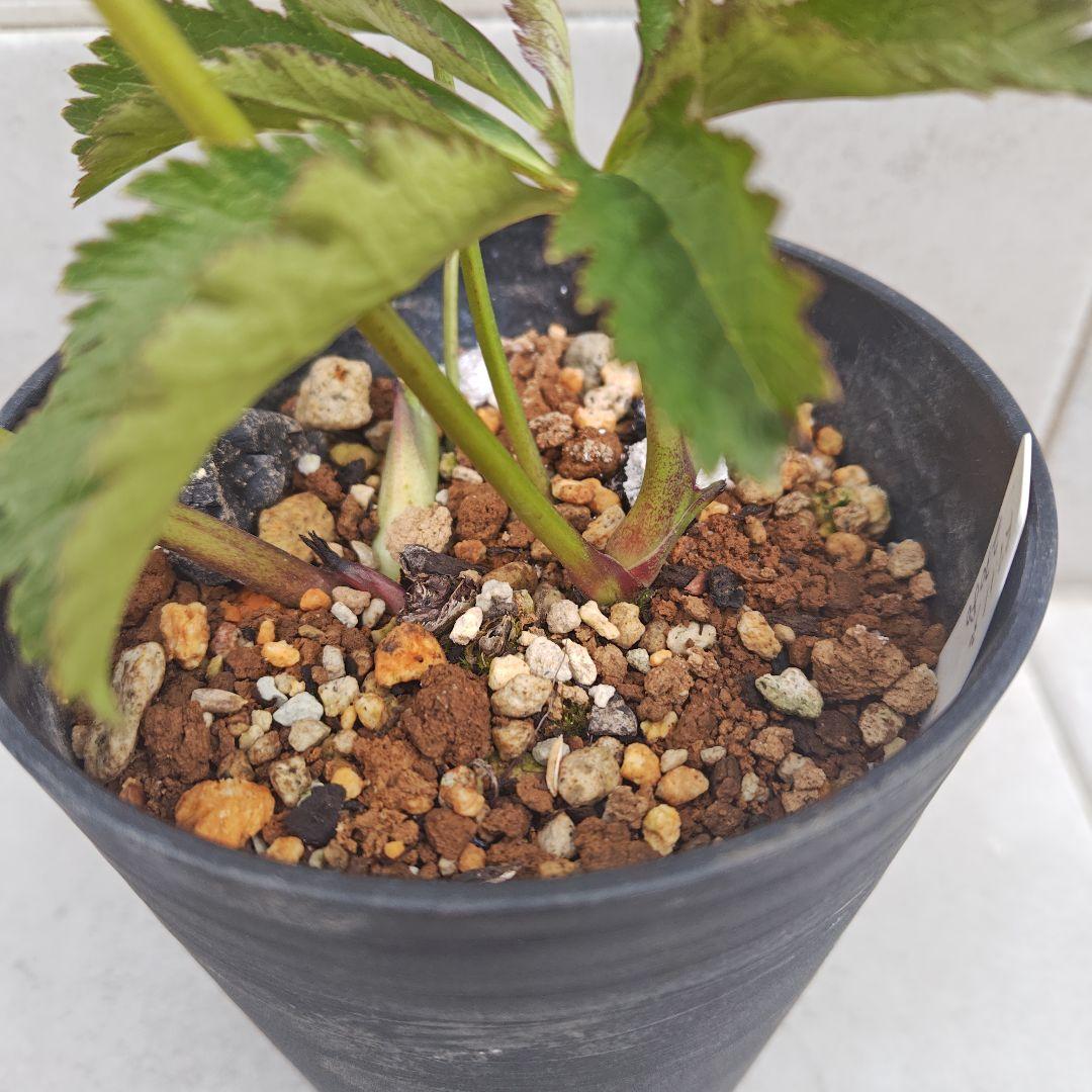 A*a様 クリスマスローズ 大和園 グリーンパステリッシュストレイン 株分け