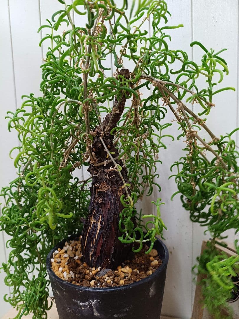 B003 超希少種発根済み メストクレマ ツベローサム 養生株