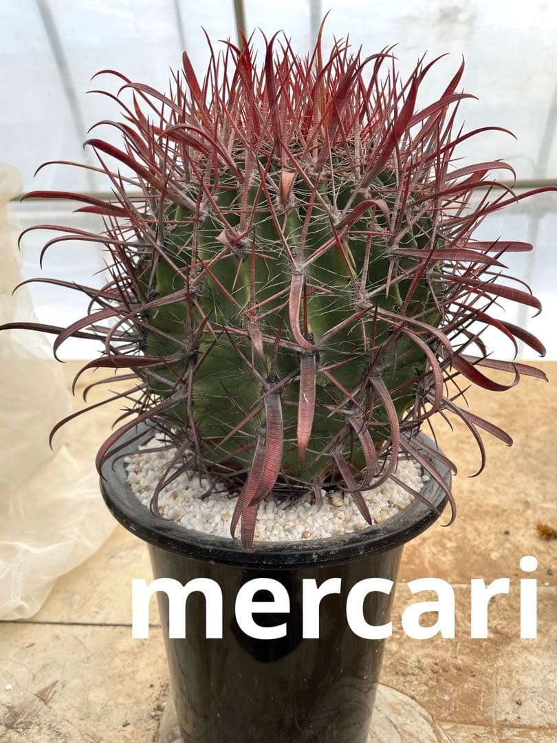 サボテン フェロカクタス 神仙玉