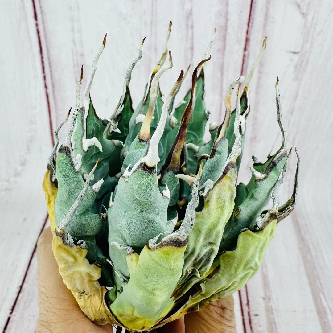 17 アガベ ユタエンシス エボリスピナ 陽炎 太葉