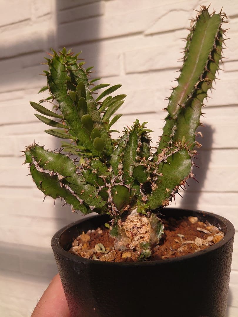 【bee...】ユーフォルビア ムランジーナ 03