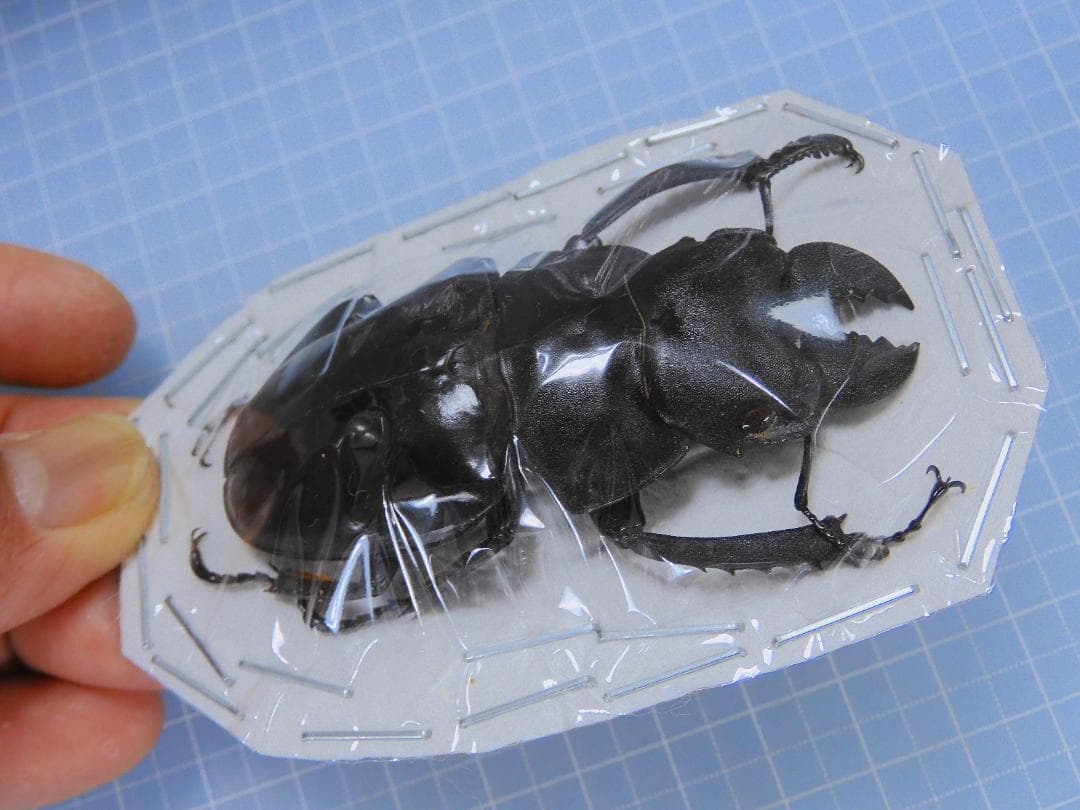 標本 Very big Odontolabis latipennis 68mm