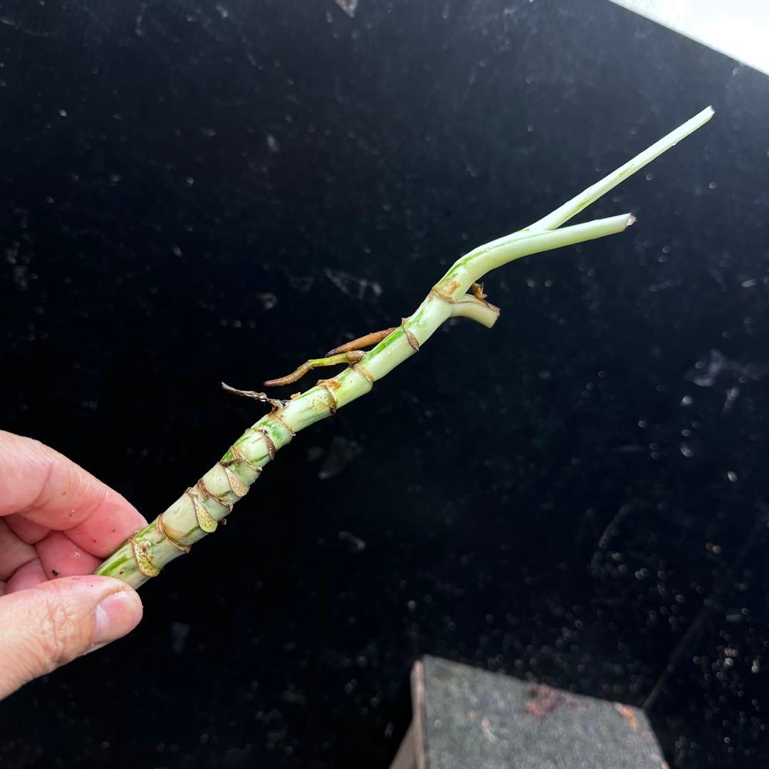 超*✿様 斑入りモンステラホワイトタイガー茎7株おまとめ