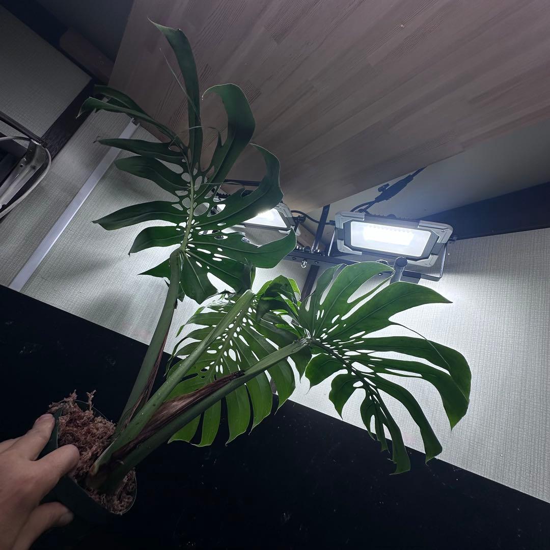 2*4様 モンステラデリシオーサマクロコズム超希少系統鉢植え71㎝