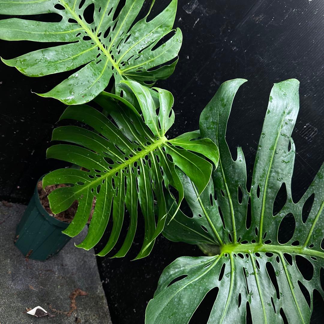 2*4様 モンステラデリシオーサマクロコズム超希少系統鉢植え71㎝