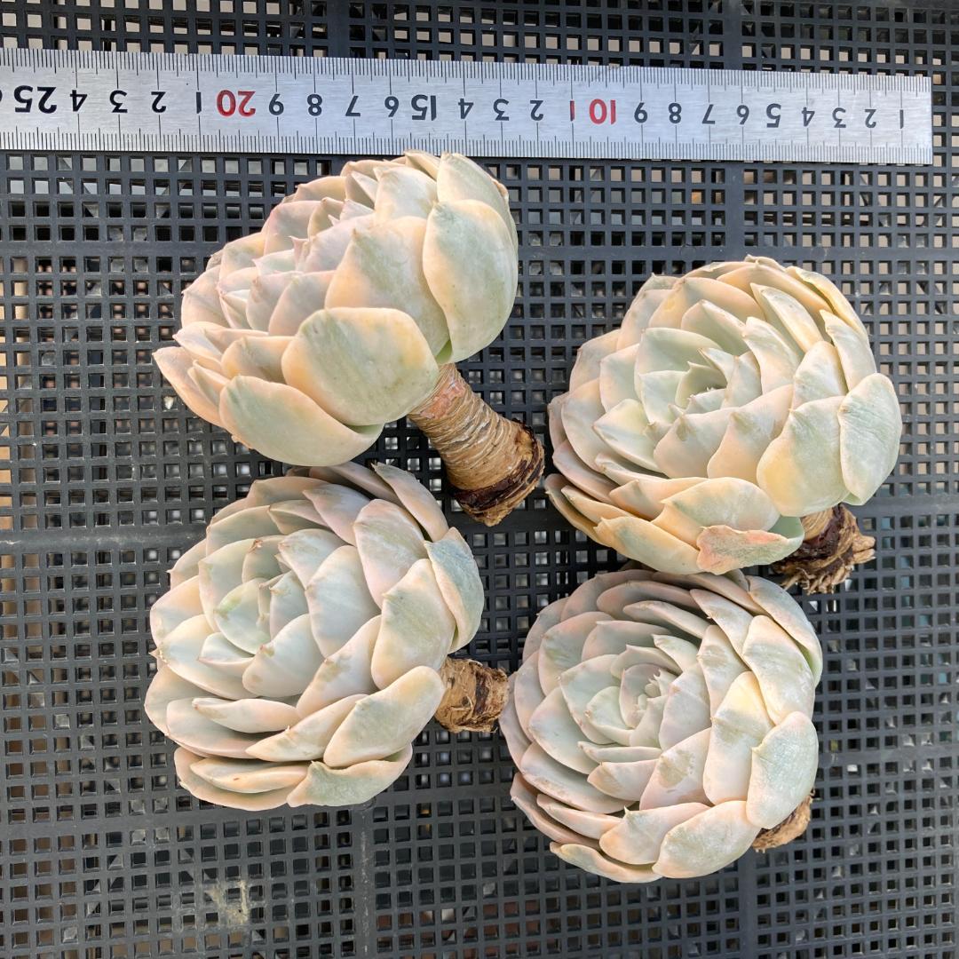 エケベリア　韓国苗　大苗　マケベニア錦　多肉植物　ポコ多肉