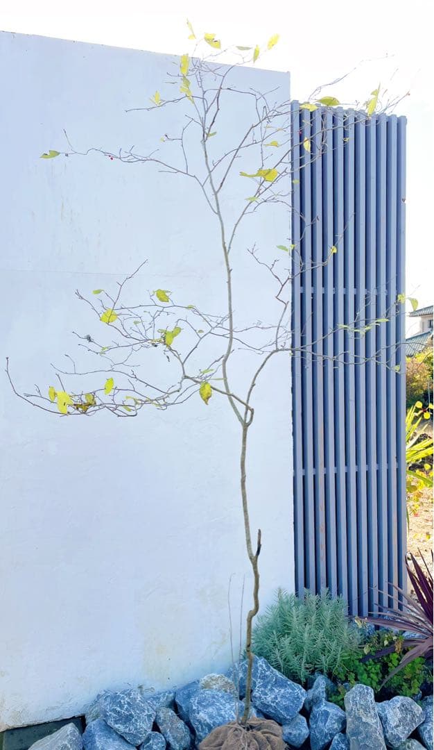 逸品。山採りウメモドキ(雌株)2.5M(鉢底から)