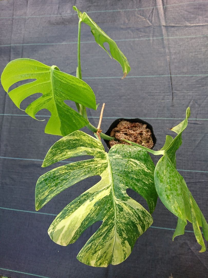 A 希少 極上 黄斑 大株 美しい 斑入り 極美 モンステラ 極斑 苗 オーレア