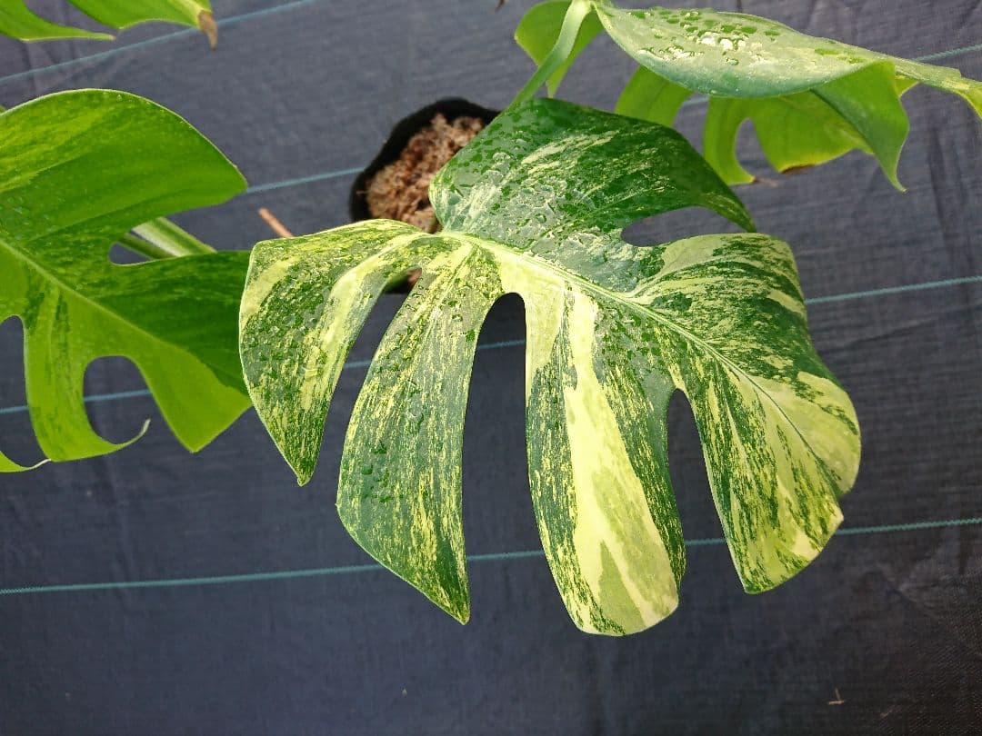 A 希少 極上 黄斑 大株 美しい 斑入り 極美 モンステラ 極斑 苗 オーレア