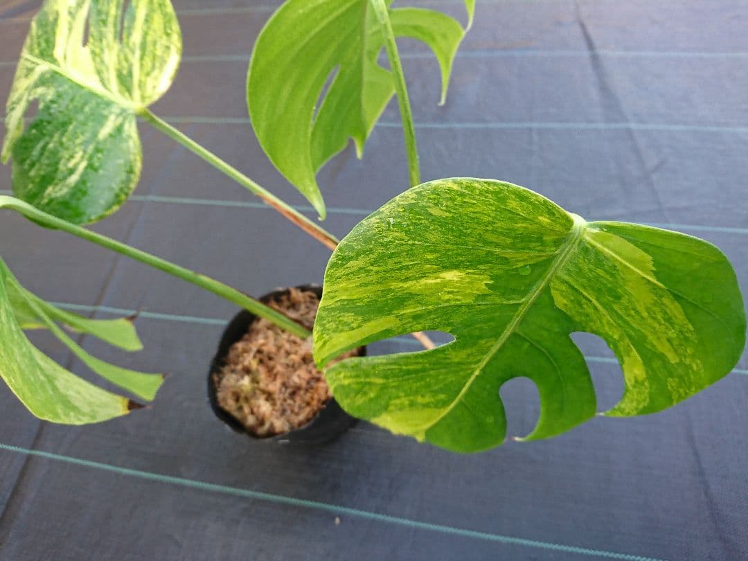 A 希少 極上 黄斑 大株 美しい 斑入り 極美 モンステラ 極斑 苗 オーレア