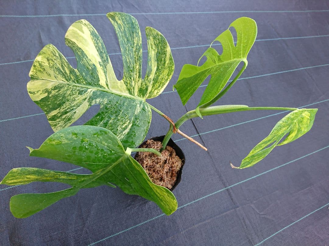 A 希少 極上 黄斑 大株 美しい 斑入り 極美 モンステラ 極斑 苗 オーレア