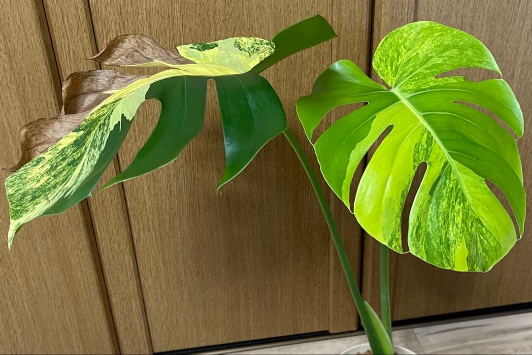 T2　レア!　発根済み　モンステラ　デリシオーサ　イエローマリリン