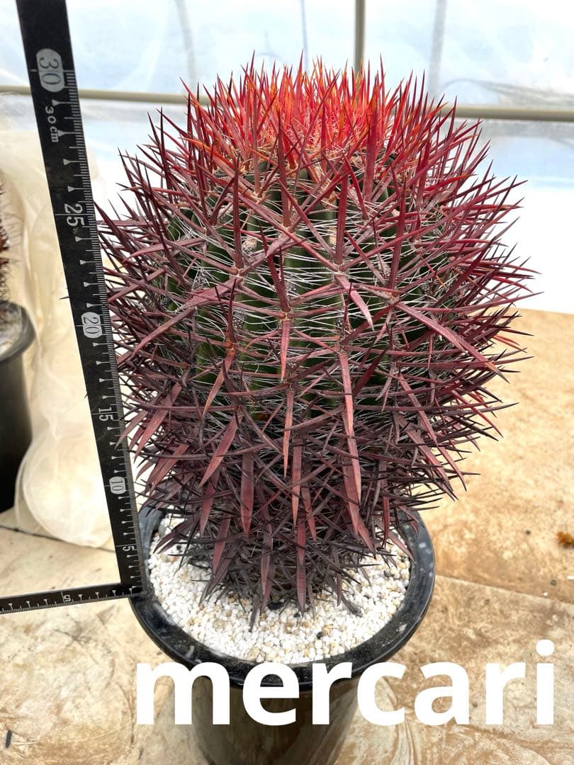 サボテン フェロカクタス 神仙玉(南方系)