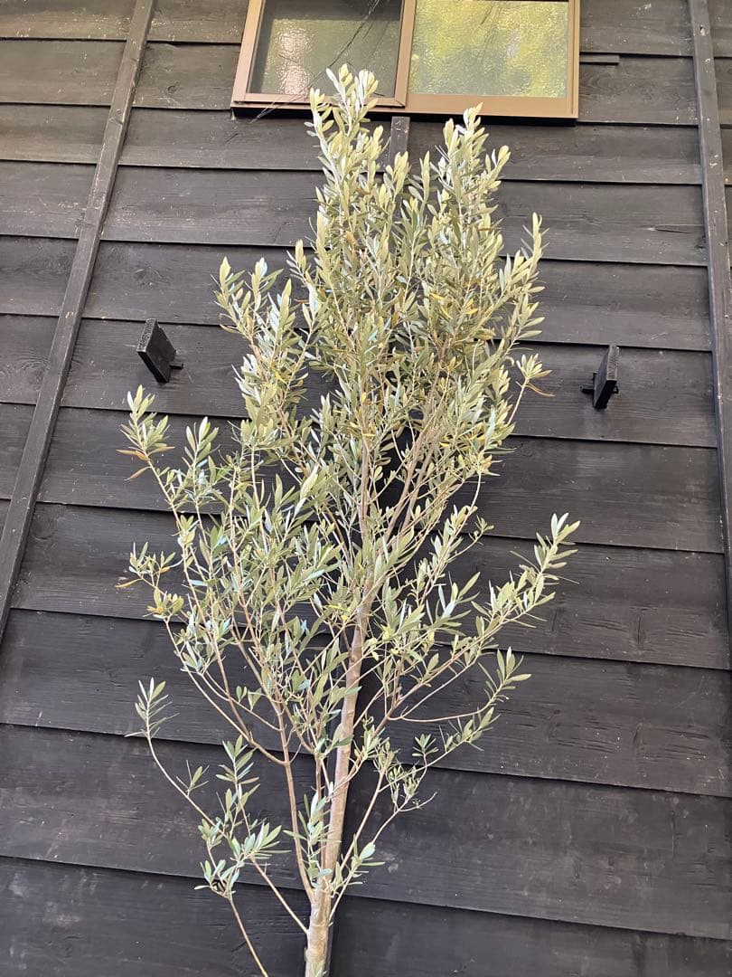 2 オリーブの木　シプレッシーノ