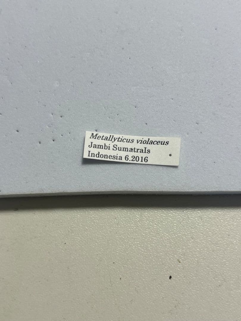 【B品標本】モモアカケンランカマキリ スパイダーマンティスレッドローチ