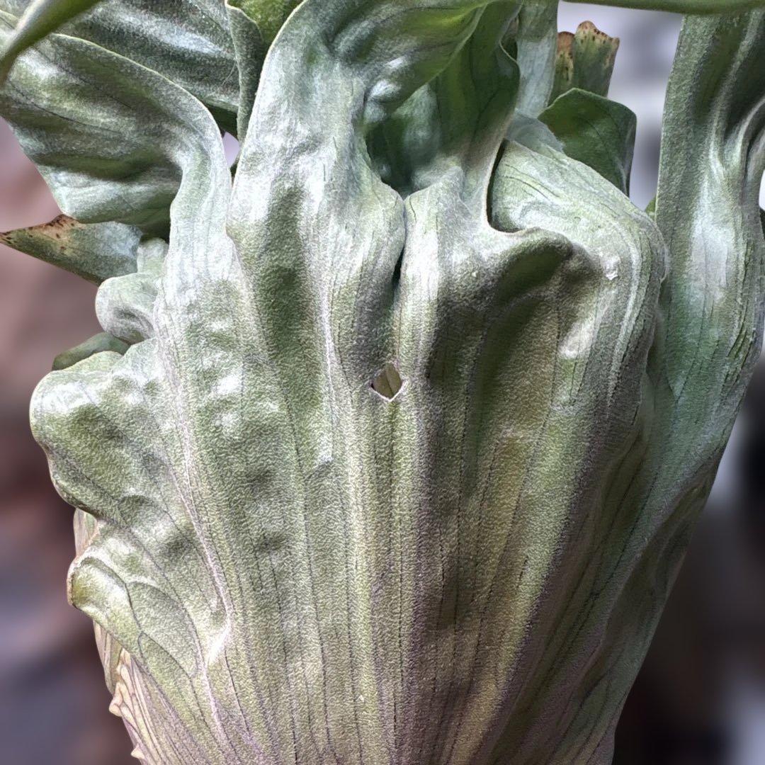 ビカクシダ　ワンダエドワーフ